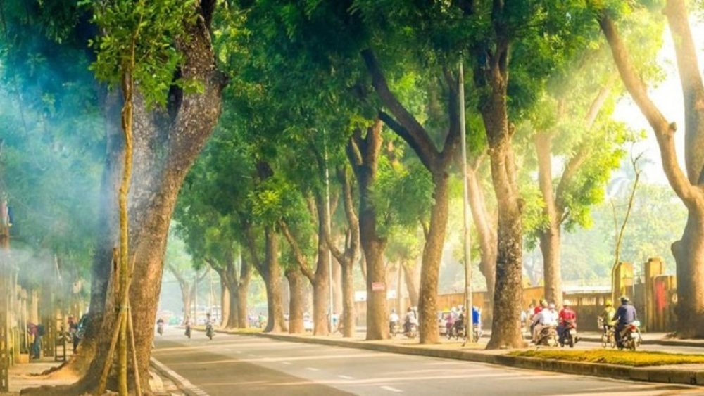 Dịch vụ chăm sóc duy trì cây xanh công trình đô thị tại Hà Nội