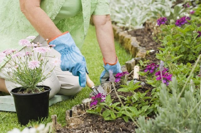 Chăm sóc bảo dưỡng cây tại Hà Nội giá rẻ - uy tín