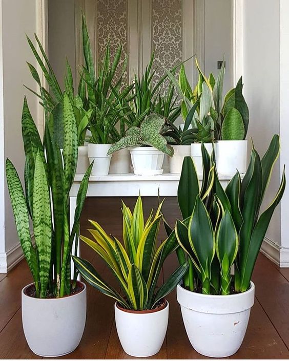 7 loại cây để bàn hút bức xạ máy tính cực tốt dân văn phòng không thể bỏ qua