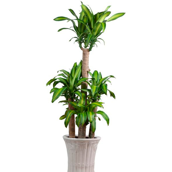 Ý nghĩa cây Thiết Mộc Lan trong phong thủy
