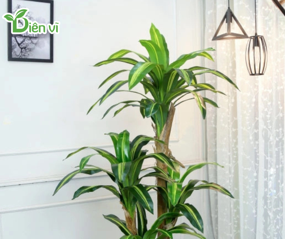 Cây cảnh hợp văn phòng hướng Đông