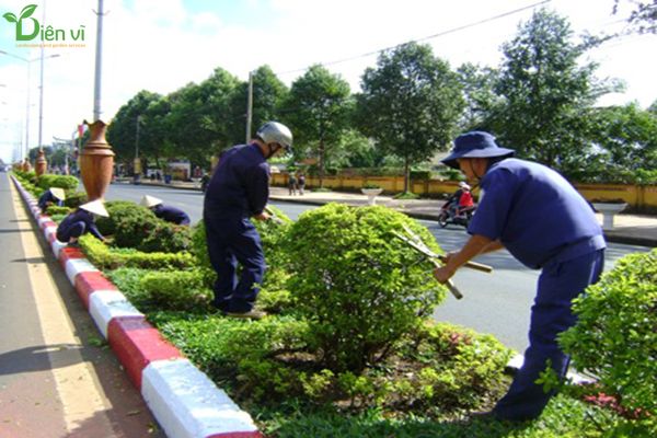 bảo dưỡng chăm sóc cây xanh