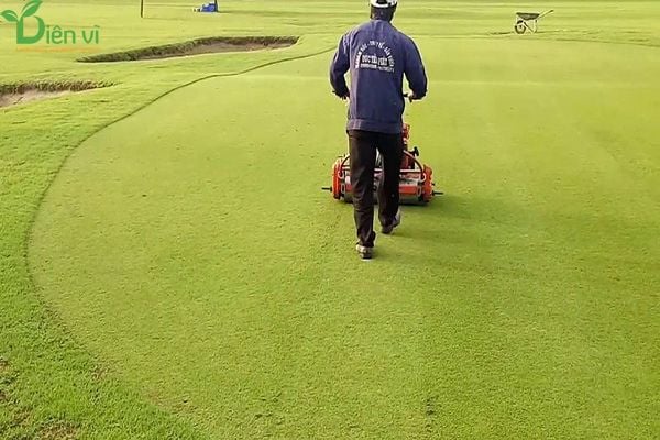 chăm sóc cỏ golf