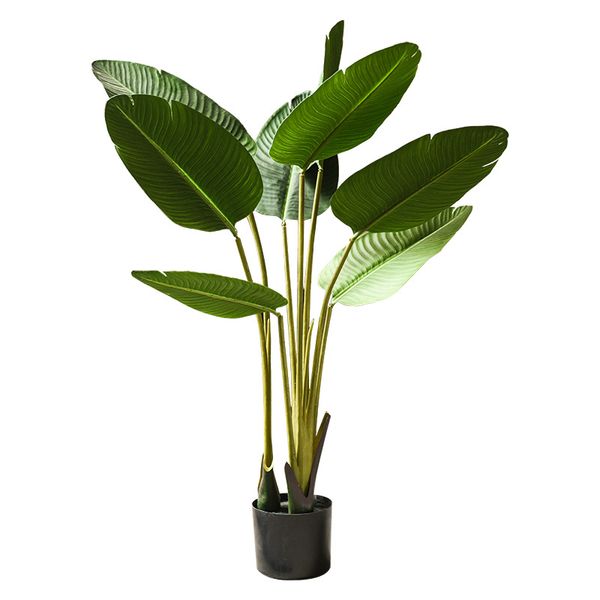 Cây chuối cảnh – Kỹ thuật trồng, chăm sóc – Ý nghĩa phong thủy – Cây Xanh  Diên Vĩ