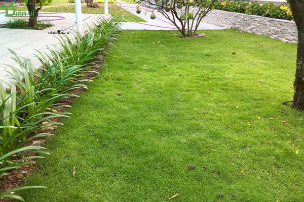 hướng dẫn trồng và chăm sóc cỏ sân vườn