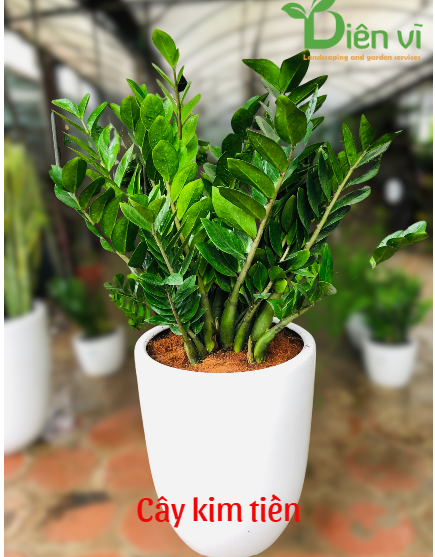 Top 10 loại cây ý nghĩa để tặng bạn bè, đối tác, người thân
