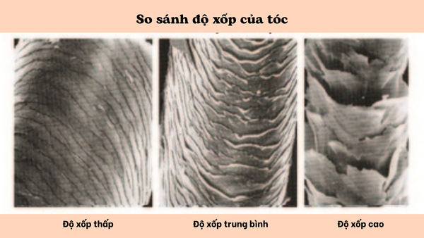 Hình ảnh minh họa độ xốp của tóc: thấp, trung bình, cao và các đặc điểm để chọn sản phẩm phù hợp.