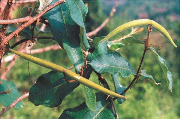 Viên Hà Thủ Ô Mật Ong Rừng Có Phải
