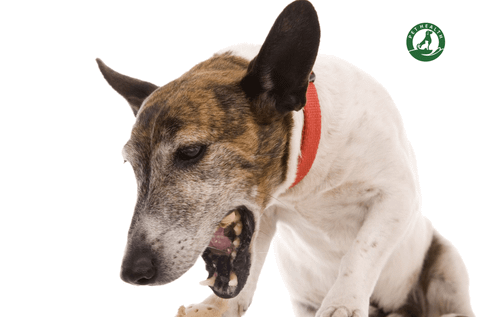 Bệnh hô hấp phức hợp trên chó