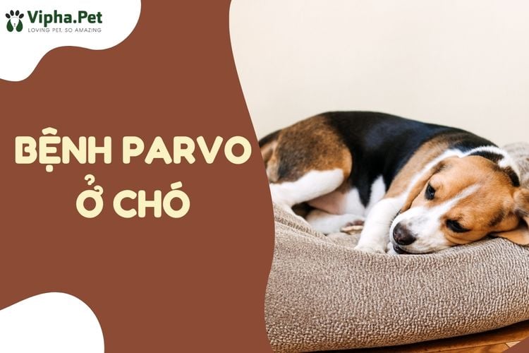 Bệnh Parvo ở chó có chết không, trị thế nào?
