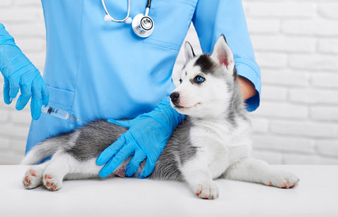 Lịch tiêm vacxin cho chó con chuẩn nhất năm 2020