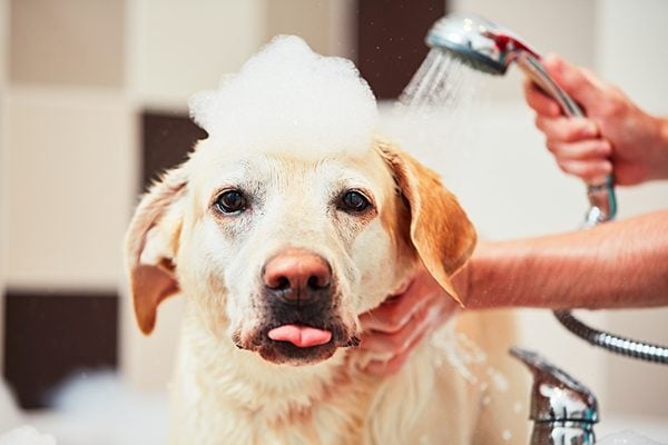 Phòng tránh bệnh ký sinh trùng lây nhiễm từ nuôi thú cưng