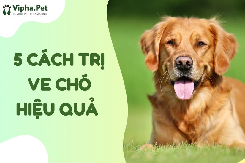 5 cách trị ve chó hiệu quả - Ve chó có lây sang người không?