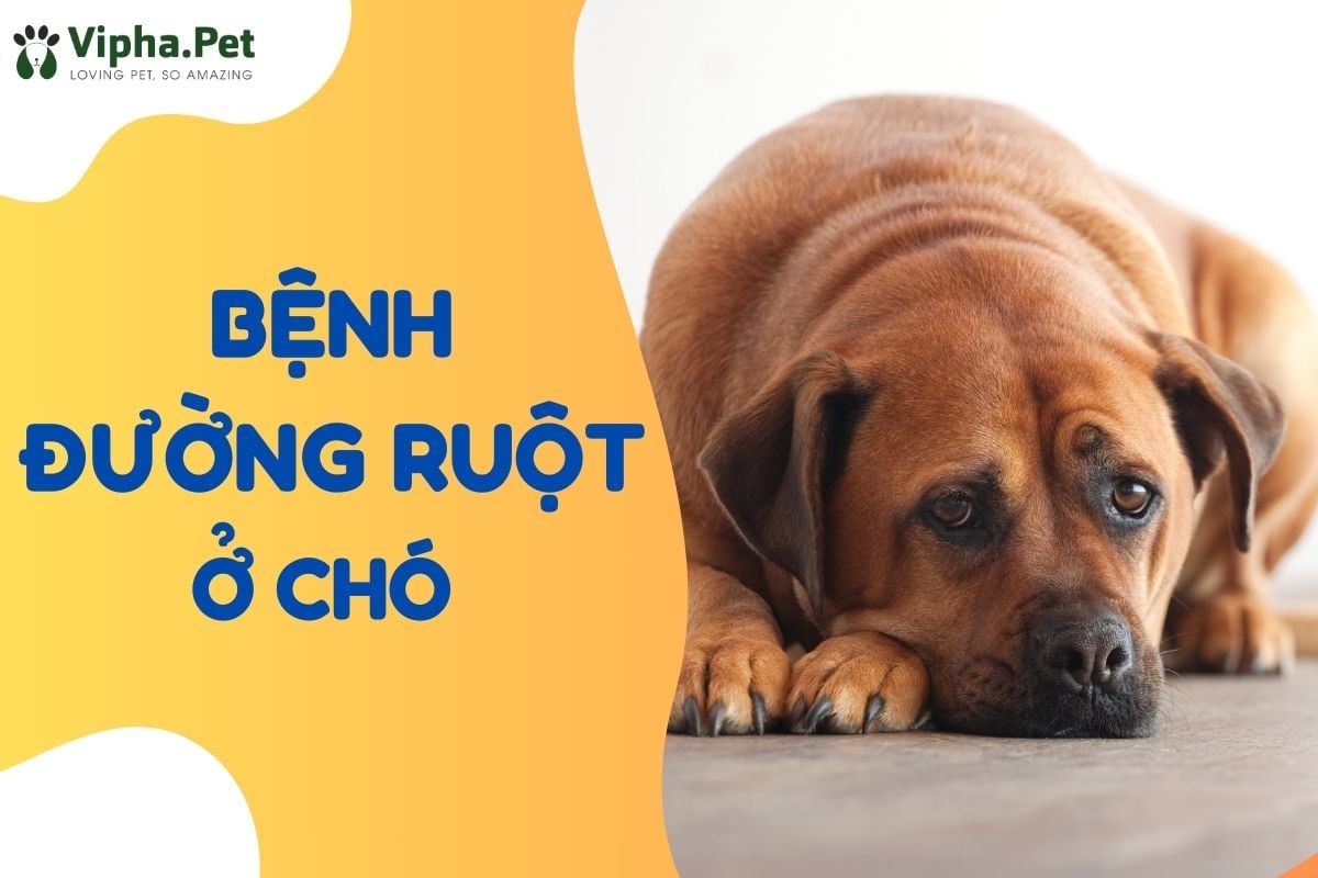 Chó bị bệnh đường ruột có nguy hiểm không? Xử lý thế nào?