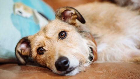 Chó bị tiêu chảy: nguyên nhân và các chăm sóc