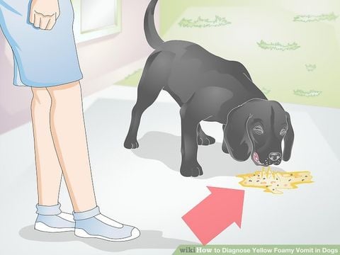 Cách xử lý khi chó bị nôn tại nhà