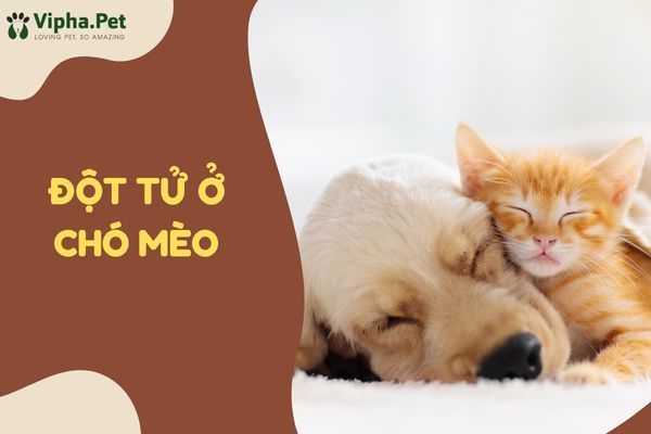 5 cách phòng ngừa đột tử ở chó mèo từ bác sĩ thú y – viphapet