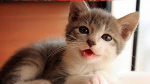 Tại sao bé cứ suốt ngày kêu meo meo