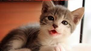 Tại sao bé cứ suốt ngày kêu meo meo