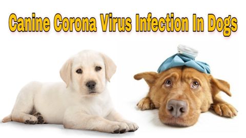 ❗️❗️❗️Tất tần tật về Corona virus ở Boss và Sen cần biết❗️❗️❗️