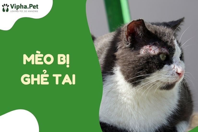 Mèo bị ghẻ tai - 6 nguyên tắc để phòng ngừa và điều trị