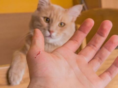 Giảm nguy cơ mắc bệnh dại truyền từ mèo