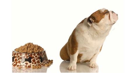 Chó con biếng ăn: nguyên nhân và cách khắc phục bạn cần phải biết