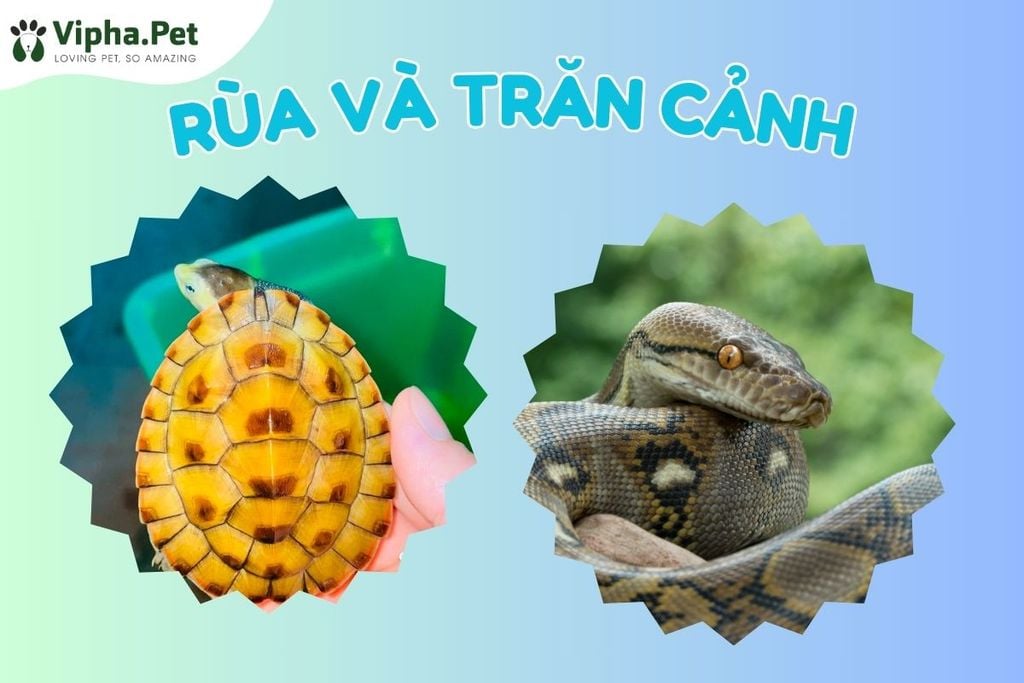Tìm hiểu về rùa nước cạn và trăn cảnh - Xu hướng thú cưng