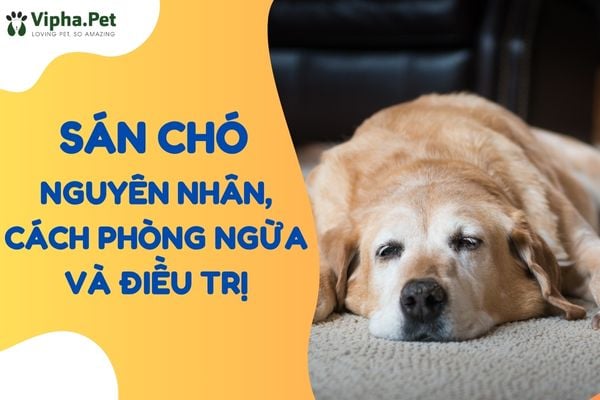 Sán chó - nguyên nhân, cách phòng ngừa và điều trị cho chó