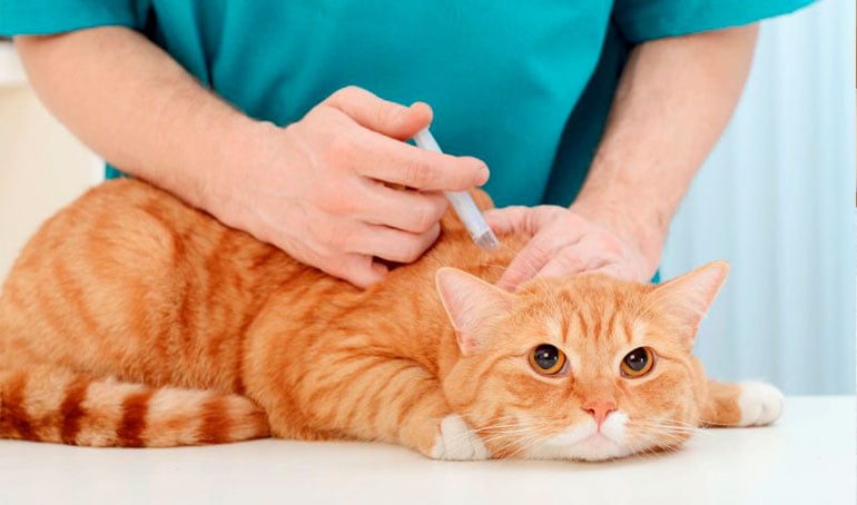 Lịch tiêm phòng đầy đủ nhất cho mèo theo khuyến cáo từ Viphavet