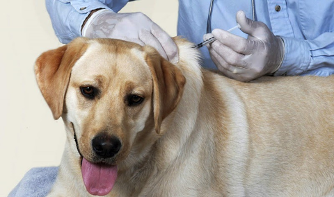Các loại vaccine nên tiêm phòng cho chó