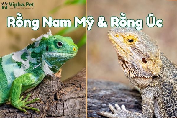 Rồng Nam Mỹ và rồng Úc - Đặc điểm, cách chăm sóc thế nào?