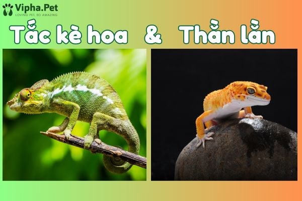 Tìm hiểu về tắc kè hoa và thằn lằn
