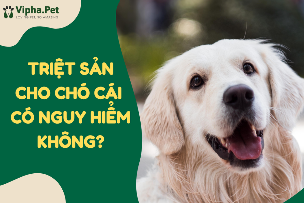 Triệt sản chó cái có nguy hiểm không? Có nên triệt sản cho chó?
