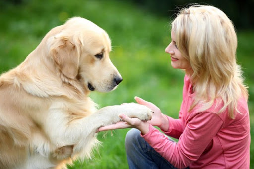 Bảo vệ thú cưng khỏi nạn trộm chó, mèo