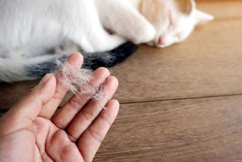 Làm gì khi chó mèo rụng lông quá nhiều