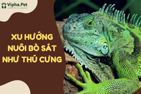 Xu hướng nuôi bò sát hiện nay? Kinh nghiệm nuôi bò sát