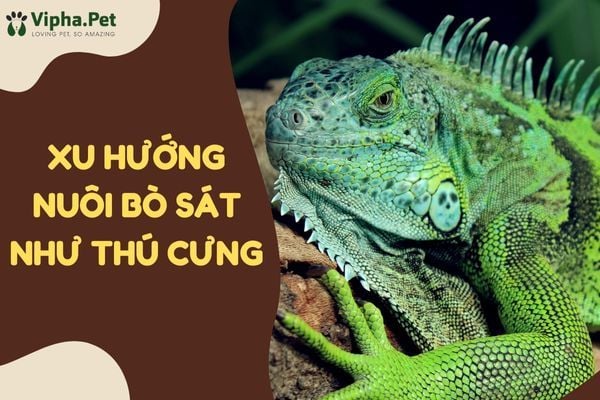 Xu hướng nuôi bò sát hiện nay? Kinh nghiệm nuôi bò sát