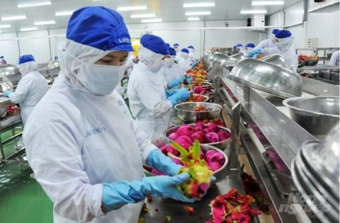 GÓP Ý CHO SỰ PHÁT TRIỂN CÂY ĂN TRÁI Ở ĐBSCL