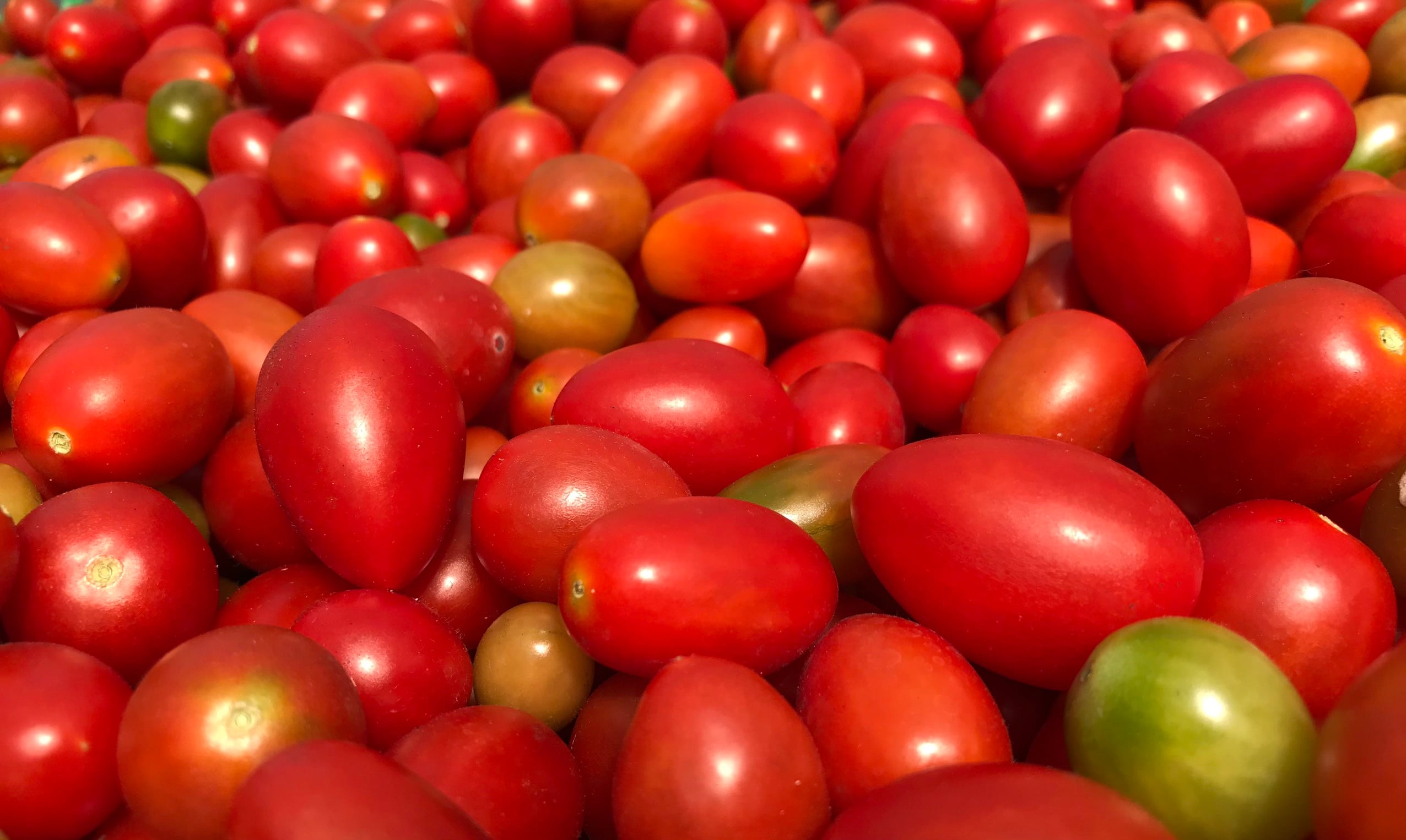 PHÂN BÓN HỮU CƠ MAI THIÊN THANH