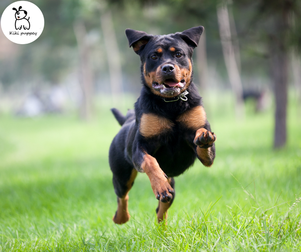 Huấn luyện chó rượt đuổi: Với trí thông minh và phản xạ nhanh, các chú chó đang được huấn luyện để trở thành những tay săn đuổi tài ba. Hãy xem chúng thực hiện những thử thách và điều gì sẽ xảy ra khi nhiệm vụ được giao cho chúng trong huấn luyện chó rượt đuổi!