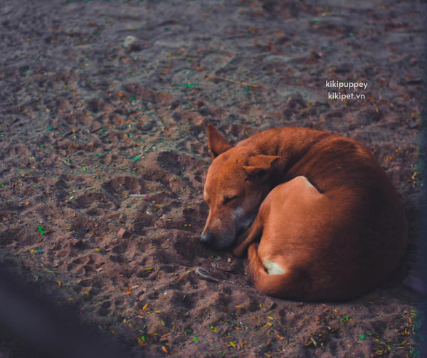 tư thế ngủ của chó ngủ cuộn tròn