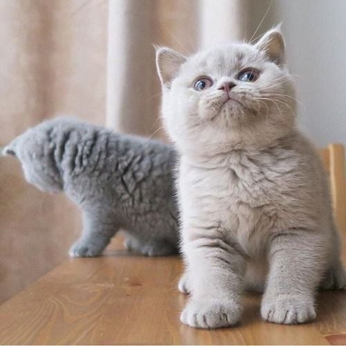 Mèo Tai Cụp Cụp Có Giá Bao Nhiêu – Cập Nhật Mới Nhất?
