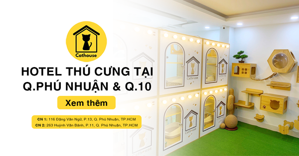 Dịch vụ Hotel Mèo Tại Quận Phú Nhuận Và Quận 10
