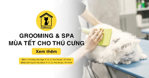 Giúp Thú Cưng Làm Đẹp Mùa Tết Cùng Dịch Vụ Grooming & Spa