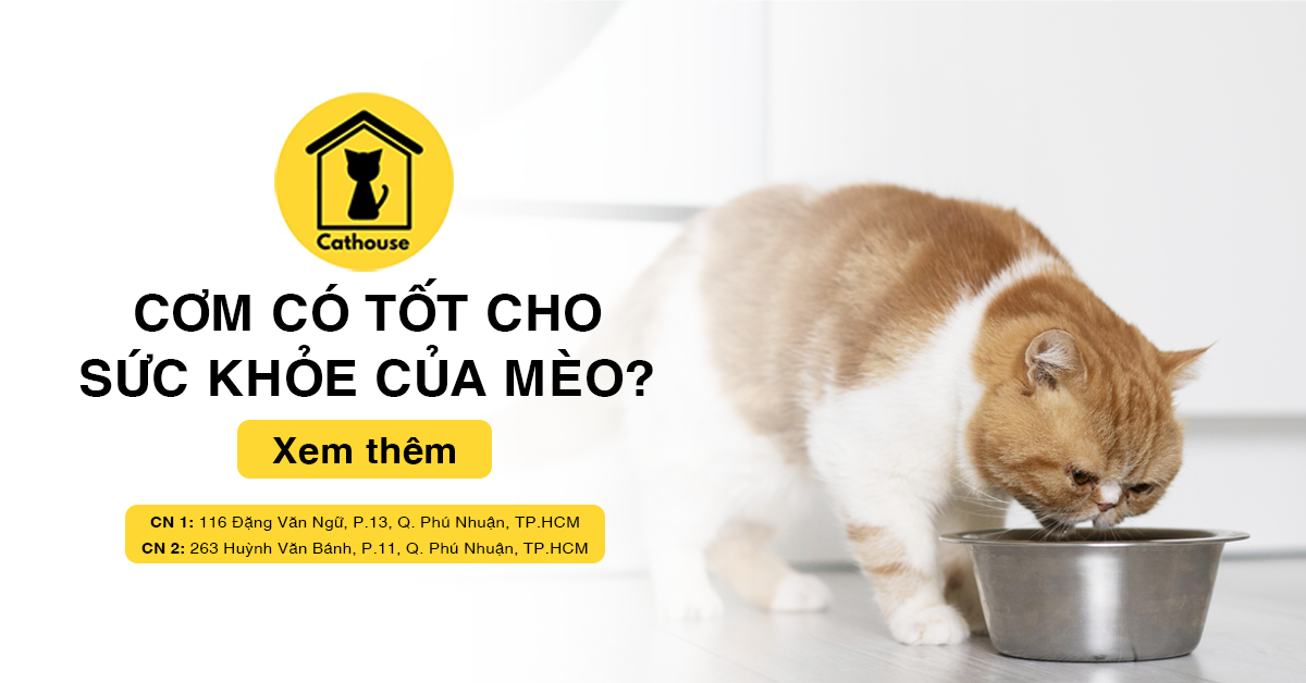 Cho Mèo Ăn Cơm Liệu Có Tốt Cho Sức Khỏe Không?