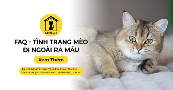 FAQ Về Tình Trạng Mèo Đi Ngoài Ra Máu