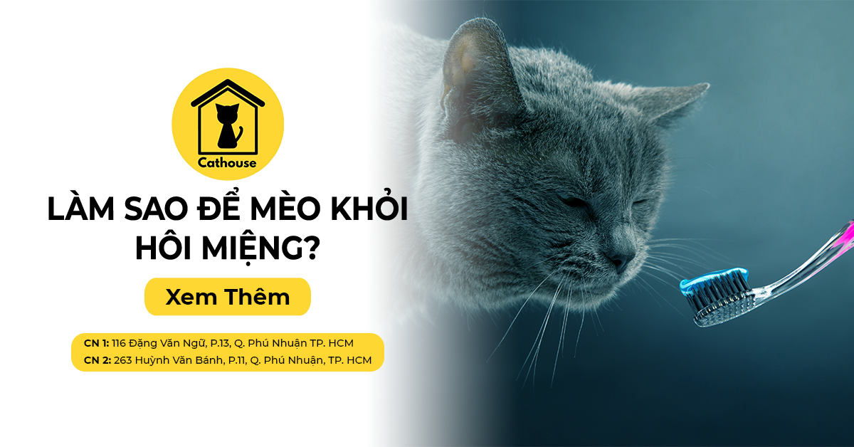 Mèo Bị Hôi Miệng - Làm Thế Nào Để Khỏi?