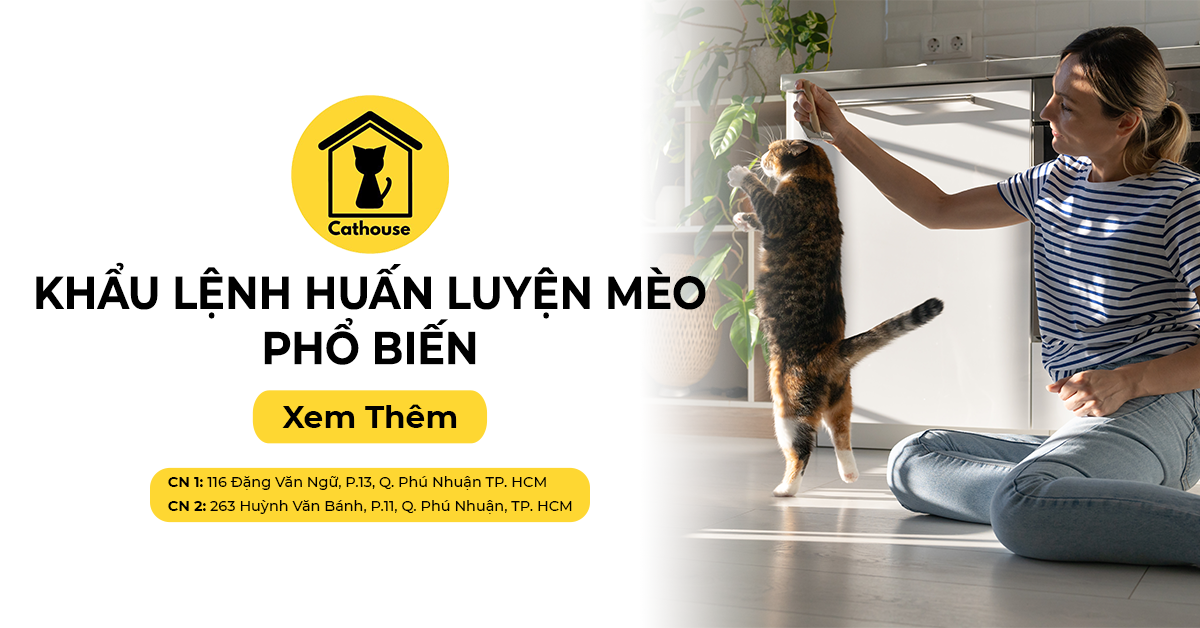 Những Khẩu Lệnh Huấn Luyện Mèo Cho Các 