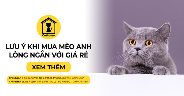 Những Sự Thật Cần Biết Khi Mua Mèo Anh Lông Ngắn Với Giá Rẻ